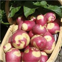 Apache - Main Crop Seed Potatoes - Pack of 10