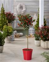Medium Red Plastic Plant Cover Pot - 12.5cm diameter