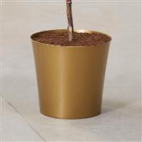Gold Cover Pot - 20cm diameter