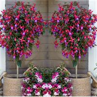 Pair of Fuchsia Tree Standards 'Purple-Red Angela' - Patio Fuchsia Trees
