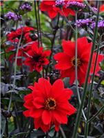 Dahlia Bishop of Llandaff - Red Flowering Bronze Leaved Dahlia Plant
