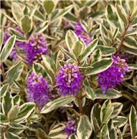 Variegated Hebe andersonii Katrina