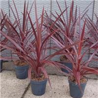 Cordyline australis Red Star - Patio Torbay Palm - Pack of TWO
