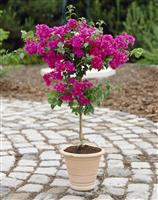 Bougainvillea Patio Tree - In Bud & Bloom