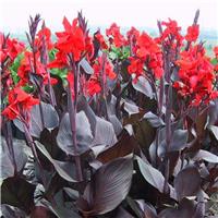 Canna 'Tropicanna' Black Velvet