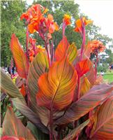 Canna Durban - Amazing Multicolour Foliage - Tropicanna Canna Plant