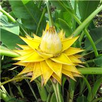 Musa lasiocarpa - Hardy Flowering Chinese Banana - Musella circa 5-6ft tall