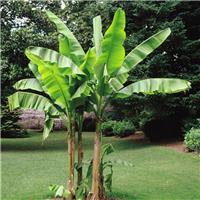 Musa basjoo - Hardy Japanese Banana Plants