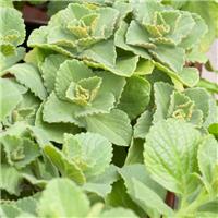 Coleus canina (Plectranthus caninus) - Piss Off Plant - Scaredy Cat Plants