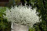 Calocephalus (Leucophyta) brownii - Silver Threads Plant