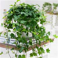 Trailing GREEN Ivy for Baskets & Planters - Pack of FIVE Hedera Plants