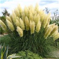 White Pampas Grass - Cortaderia selloana - Pack of Three Plants