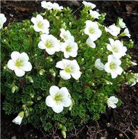 Saxifraga Mossy WHITE - Cushion Saxifrage Plants