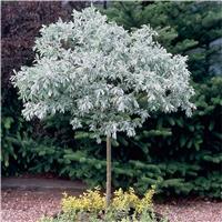 Hardy Silvery Topiary Oliver Tree - Salix helvetica - Swiss Willow - 90-120cm