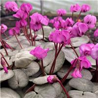 Hardy Cyclamen Coum - Light Pink in Bud & Bloom
