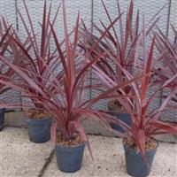 Cordyline australis Red Star - Patio Torbay Palm