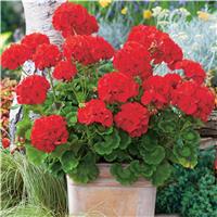 Red Geraniums - Pack of 12 Plants