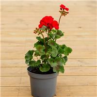 Geranium Red - Pelargonium