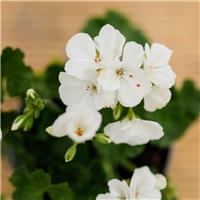 Geranium White - Pelargonium