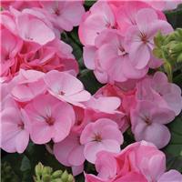Geranium Apple Blossom Pink - Pelargonium Plants - Pack of 6 - In Bud & Bloom