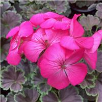 Geranium Apple Blossum Pink - Pelargonium Plants