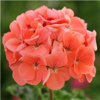 Geranium zonale Salmon - Pelargonium - Pack of 6 - In Bud & Bloom
