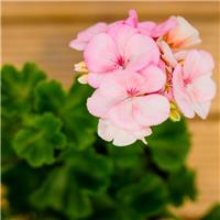 Geranium zonale Salmon - Pelargonium