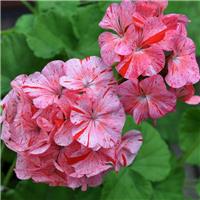 Large Geranium Raspberry Ripple - Pelargonium - In Bud & Bloom