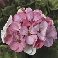 Large Geranium Pinto Premium White to Rose - Pelargonium - In Bud & Bloom