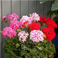 Large Geranium Quantum Mixed - Pelargonium - In Bud & Bloom