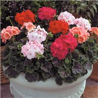 Large Geranium BullsEye Mixed - Pelargonium - In Bud & Bloom