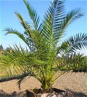 XXXL Giant Phoenix canariensis - Canary Island Date Palm - EXTRA LARGE PATIO PALM TREES 220-290cm