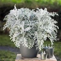Silver Leaf Dusty Miller Plant - Senecio cineraria 'Silver Dust'
