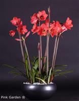 Multiflora Amaryllis Pink Garden