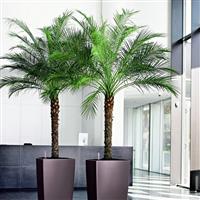 Phoenix roebelenii - XXXL Pygmy Date Palms - circa 150-180cm