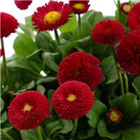 Bellis Daisy Red