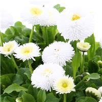 Bellis Daisy White