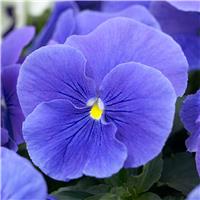 Pansy True Blue - in Bud and Bloom