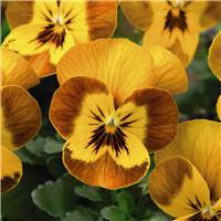 Viola Honeybee