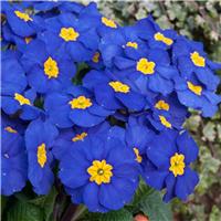 Polyanthus Blue in Bud and Bloom