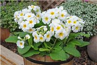 Polyanthus White in Bud and Bloom