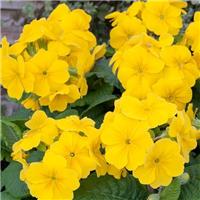 Polyanthus Yellow in Bud & Bloom