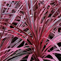 Cordyline 'Salsa' Pink Cordyline - Stunning Hardy Torbay Palm