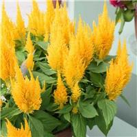 Celosia Yellow Feather - In Bud & Bloom