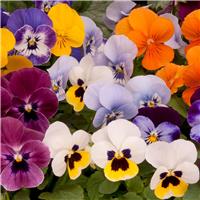 Viola Mix- The Small Flowered Pansy - Pack of TWENTY Plants - In Bud & Bloom