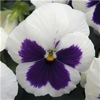 Pansy White Blotch - in Bud and Bloom