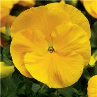 Pansy Yellow - in Bud and Bloom