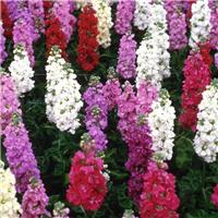 Fragrant Vintage Brompton Lady Mixed Stocks