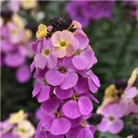 Erysimum Purple Glow - Perennial Wallflower - In Bud & Bloom