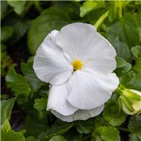 Pansy White - in Bud and Bloom